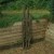 Avid Carp RVS Single Sleeve 12Ft RVS Single Sleeve 12ft 5056317733945 A0430078 Karpiowe Graty - Zdjęcie 7