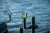 ef93aab2e4b68d60703b9eb525313173