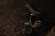 204158_NXG_Scout_Rucksack_L4_2025_18.JPG