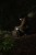 204158_NXG_Scout_Rucksack_L4_2025_07.JPG