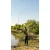 31.webp