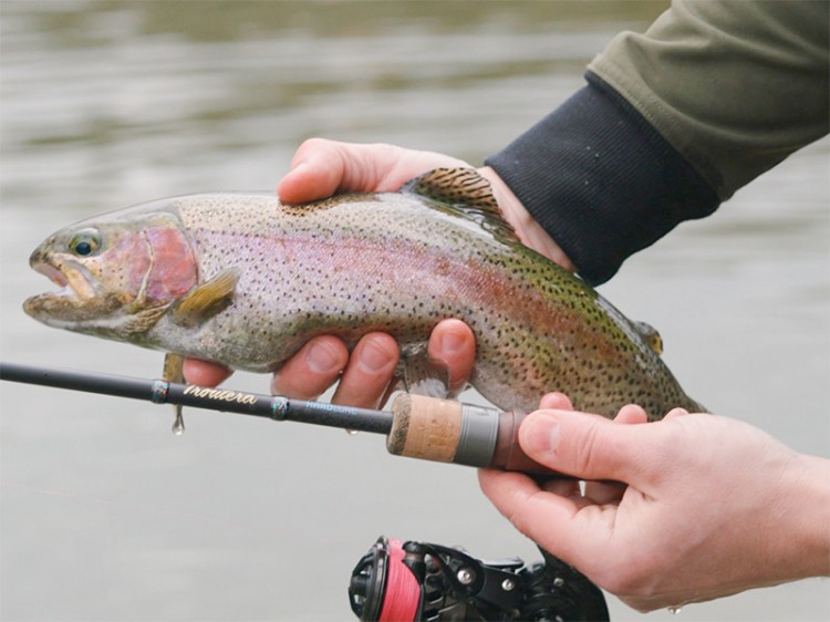 Delphin TROUTERA HardLure 210cm/2-7g/2 składy 8585066500517 101005784 Karpiowe Graty - Zdjęcie 1