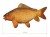 Delphin CARPY Pluszowy karp 60 cm 8585066518345 101006075 Karpiowe Graty - Zdjęcie 9