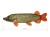 Delphin PIKY Pluszowy Szczupak 60 cm 8585066518338 101006074 Karpiowe Graty - Zdjęcie 9