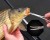Zfish ZFISH Pean Prosty Premium Quality Długość 10cm 8590615617752 ZF-7752 Karpiowe Graty - Zdjęcie 3