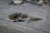 Fox Edges Camo Running Safety Clip Kit -  bezpieczny klips  Karpiowe Graty - Zdjęcie 3
