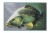 Delphin Wycieraczka 3D karp 60x40cm 8586018445351 Karpiowe Graty - Zdjęcie 1