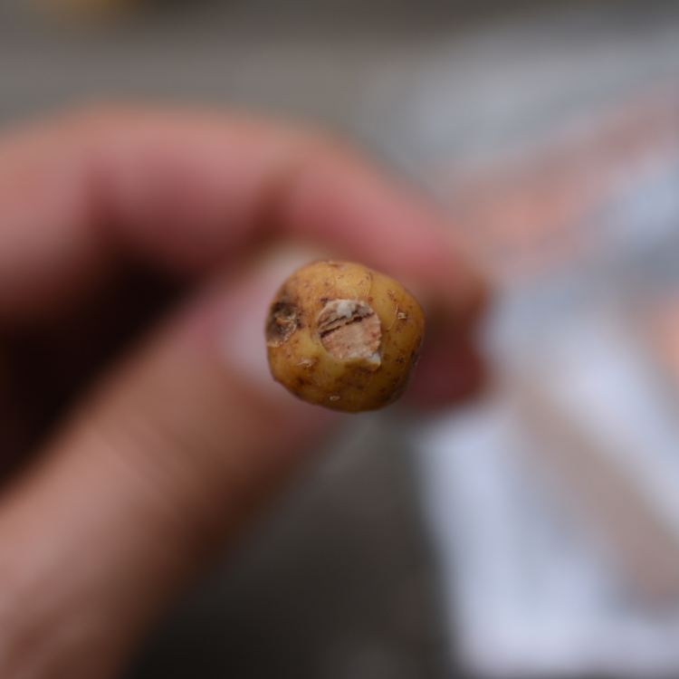 Undercarp Wiertło Do Balansowania Przynęt 6 mm UC606 Karpiowe Graty - Zdjęcie 2