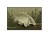 Delphin CatchMe! Karp 60 x 40 cm - wycieraczka 8586018004909 Karpiowe Graty - Zdjęcie 1