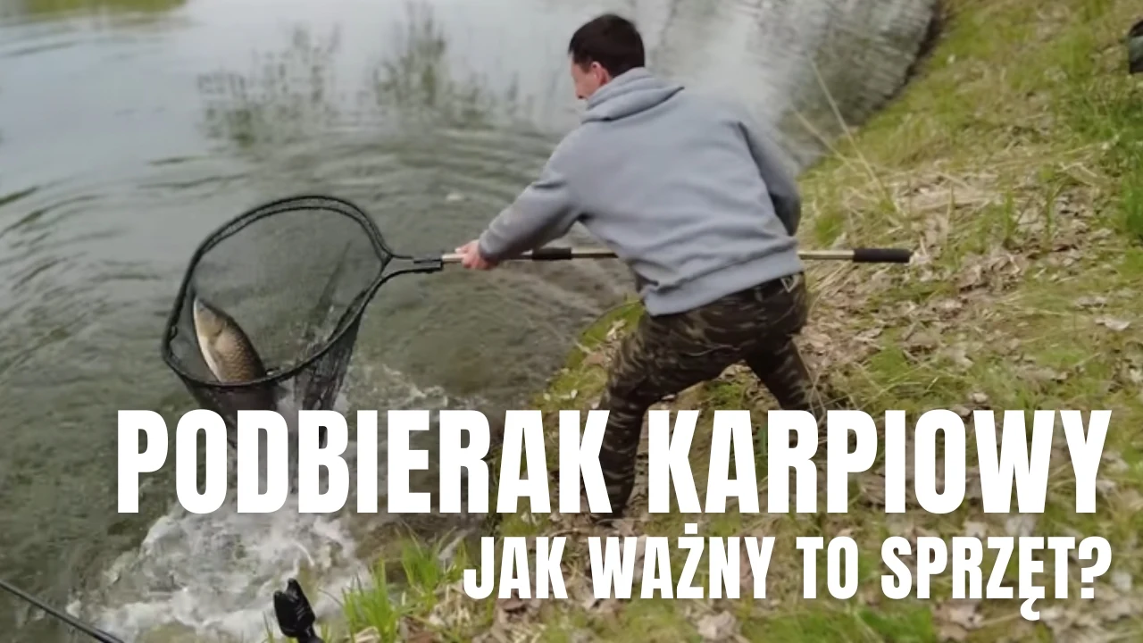 Podbierak karpiowy